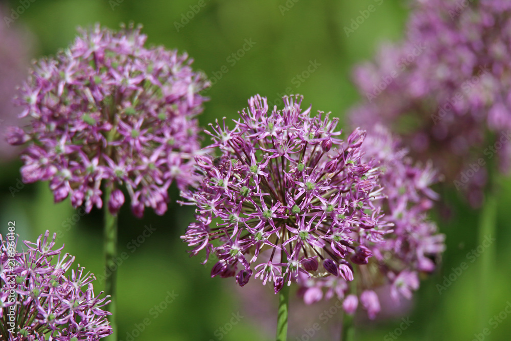 Allium giganteum balloon to bloom in the garden Allium giganteum balloon to bloom in the garden