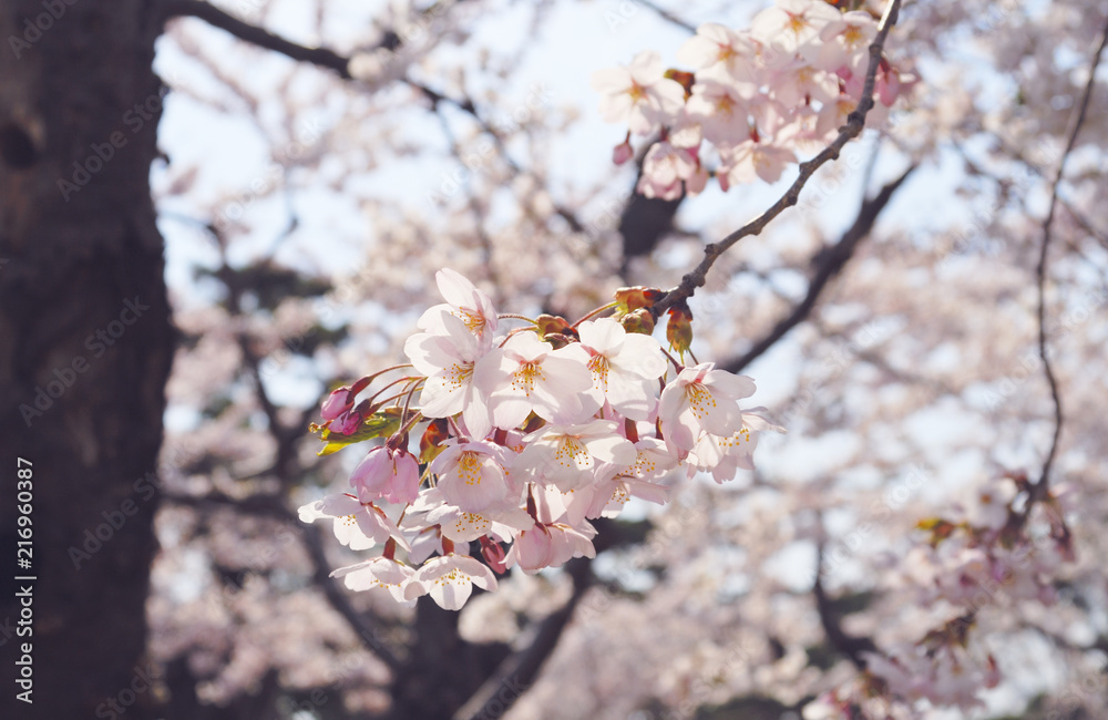 桜　春　素材