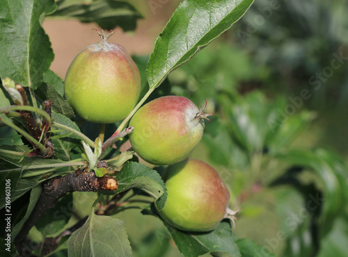 Very nice green apples mature in the summer and in the autumn