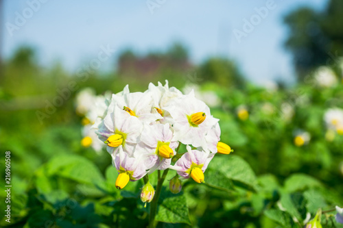 Blooming potato plants on the field. Selective focus.