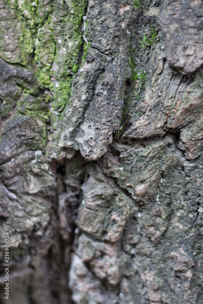 cracked rough green tree bark background cracked rough green tree bark background