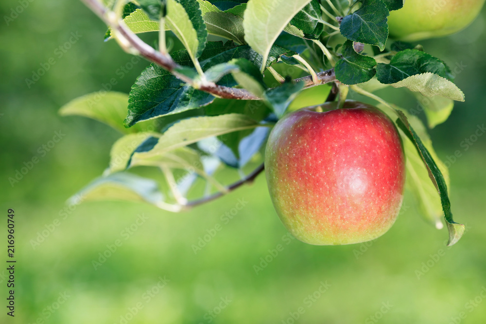 Ripe apple close-up with blurred apple orchard in the background. Ripe apple close-up with blurred apple orchard in the background.