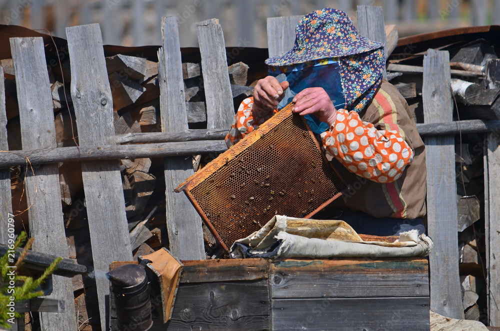 Naklejka premium The beekeeper inspects the frame from the honey taking it out of the hive