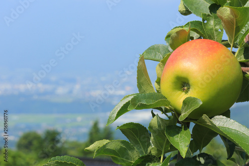 Ripe apple close-up against a blue sky and cityscape in the background. Nagano Prefecture, Japan.