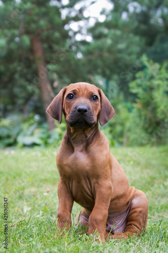 Rhodesian ridgeback puppy in the green park. Small puppy portrait.