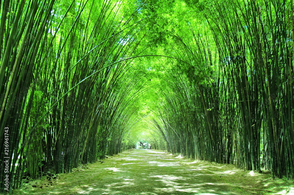Obraz premium Arbor bamboo forest that occurs naturally in wat Chulabhorn Wanaram