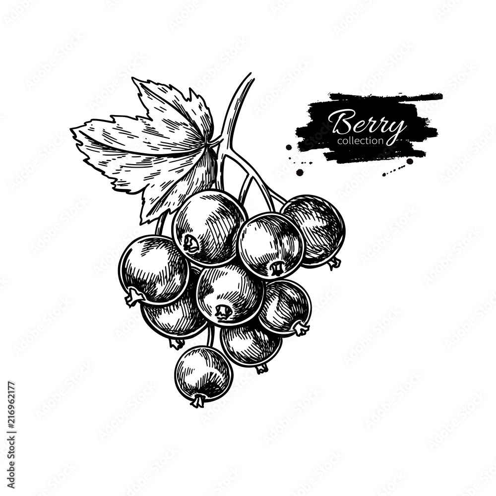 Black currant vector drawing. Isolated berry branch sketch on wh Stock