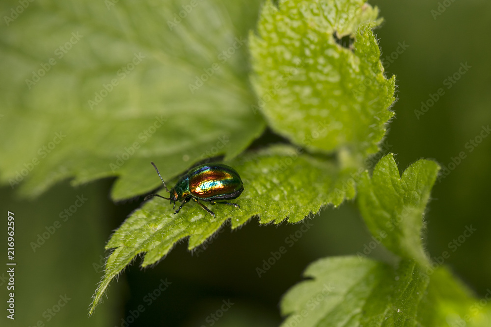 Chrysolina fastuosa, colorful beetle wanders on a green leaf Chrysolina fastuosa, colorful beetle wanders on a green leaf