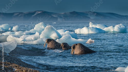 Spitzberg - Svalbard - Walrus family with ice on shore at sunrise