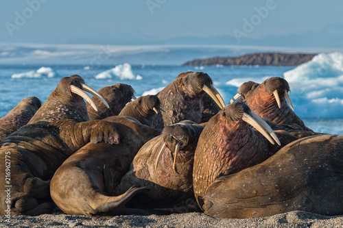 Spitzberg - Svalbard - Walrus group with ice backgroun  at sunrise
