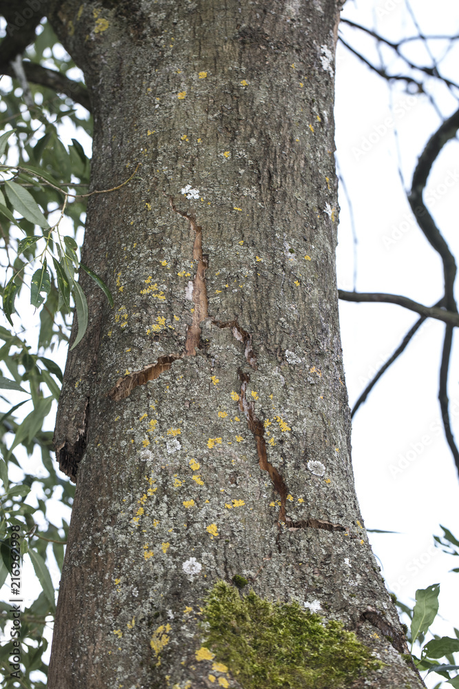 old tree with cracked bark old tree with cracked bark