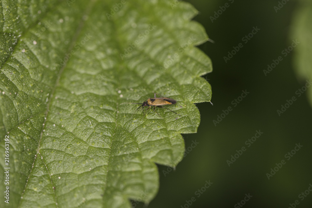 flying insect on the grass, view from above flying insect on the grass, view from above