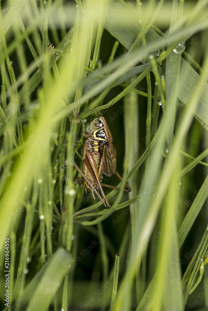 Obraz premium grasshopper hides in the grass