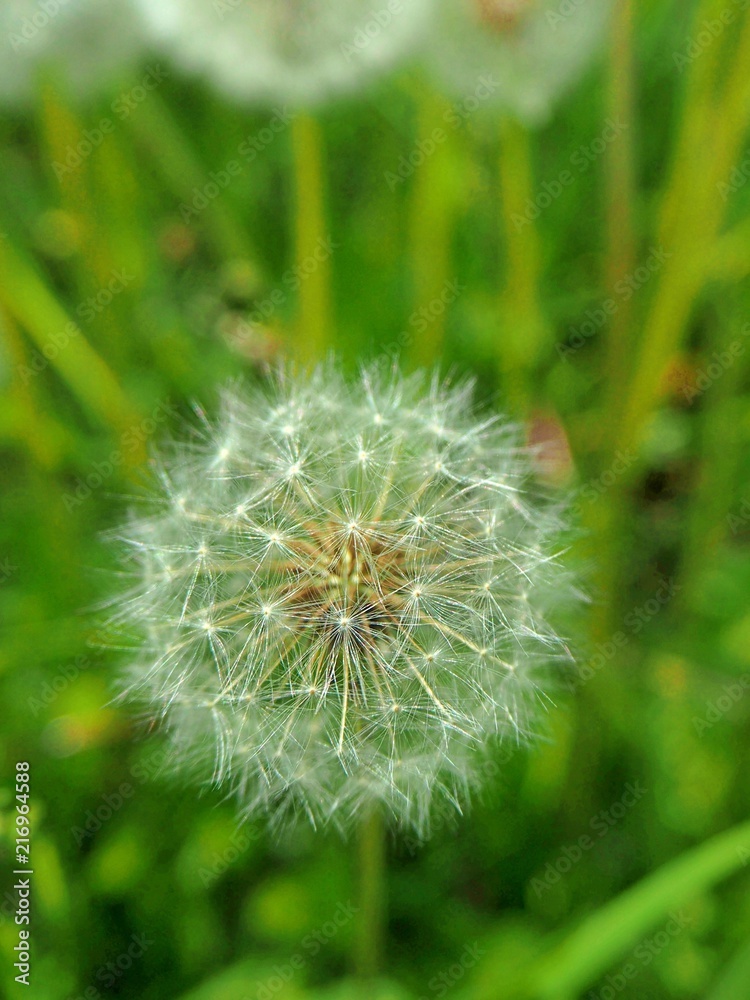 Fototapeta premium White dandelion flower close up