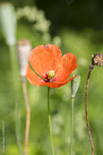 Fototapeta Naklejka Na Ścianę i Meble -  poppy flower blossomed