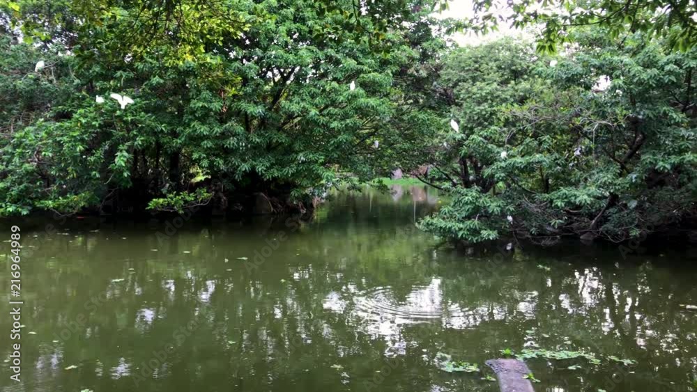 Pan shot of Daan's pond with birds flying and resting on water trees during a summer afternoon. Pan shot of Daan's pond with birds flying and resting on water trees during a summer afternoon.