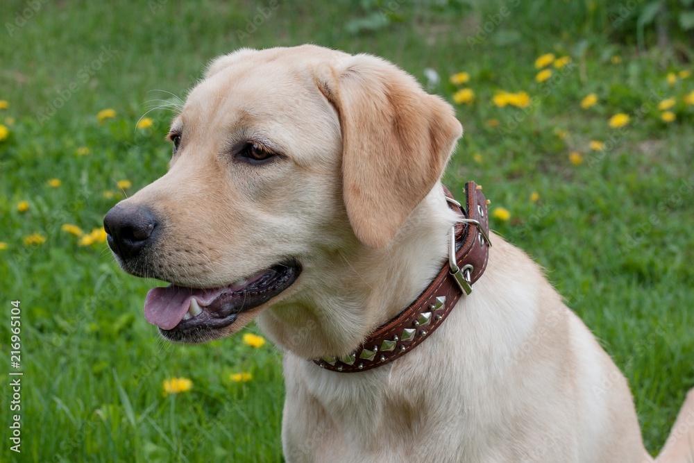 Cute labrador retriever is sitting on a green meadow. Pet animals. Cute labrador retriever is sitting on a green meadow. Pet animals.