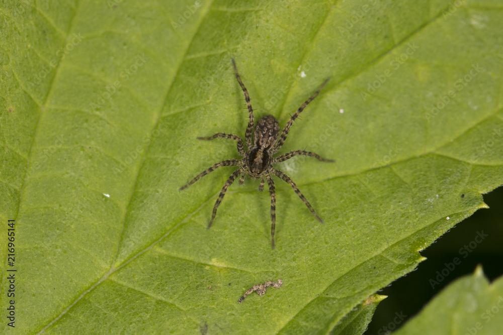 small spider of a jumping family is sitting on a leaf small spider of a jumping family is sitting on a leaf