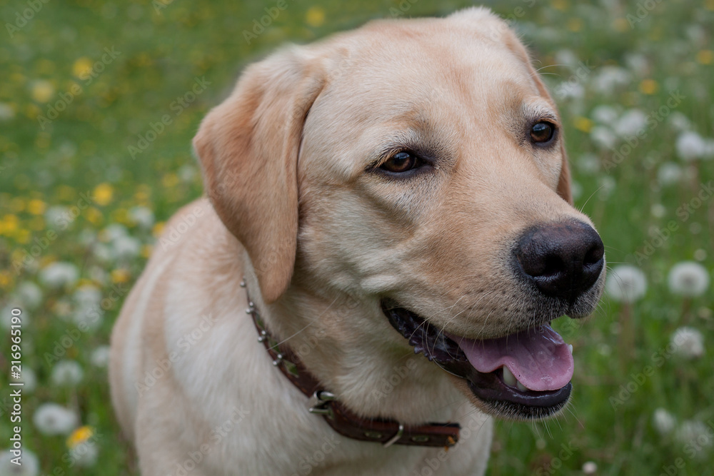 Cute labrador retriever is sitting on a spting meadow. Close up. Pet animals. Cute labrador retriever is sitting on a spting meadow. Close up. Pet animals.