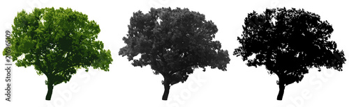 Tree isolated on white background