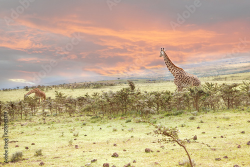 Giraffe schaut in den Sonnenuntergang in Afrika  freilebendes Tier  Sonnenuntergang