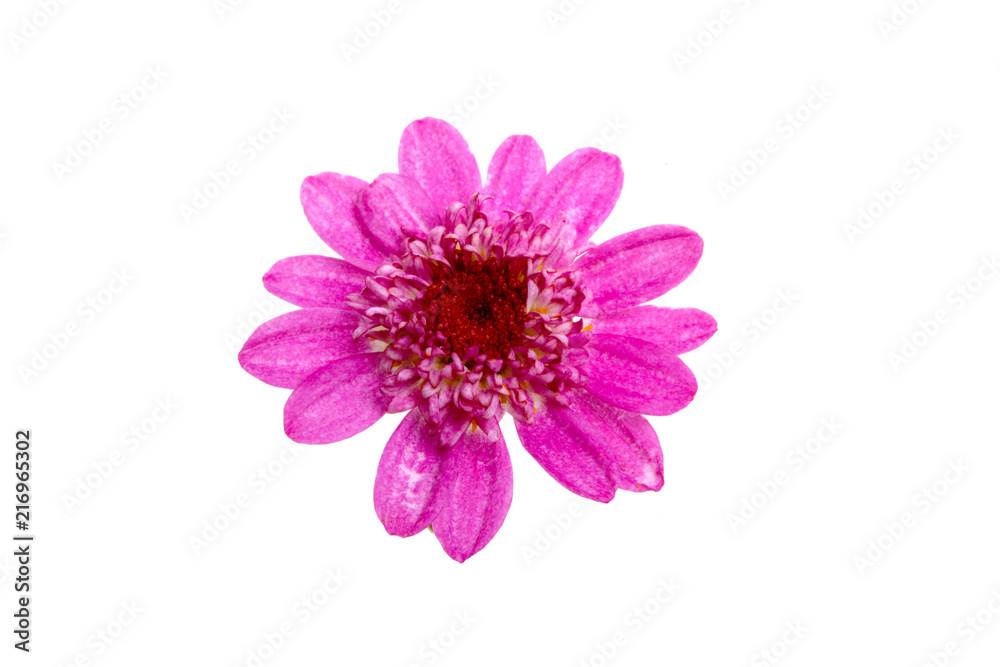 beautiful purple flower isolated on the white