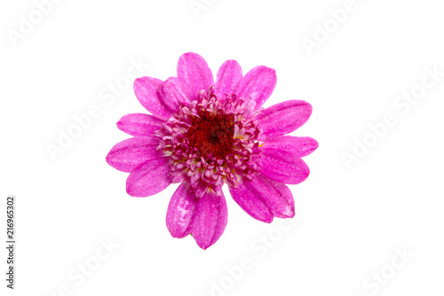 beautiful purple flower isolated on the white