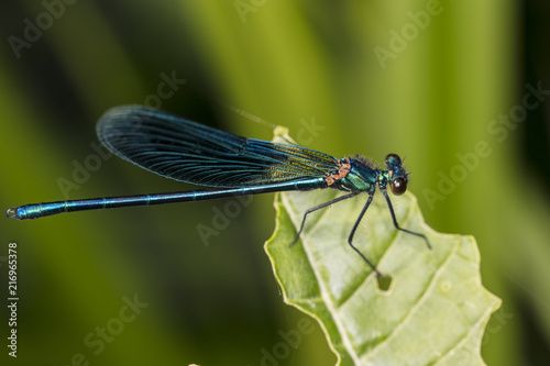 blue dragonfly is sitting on a green leaf