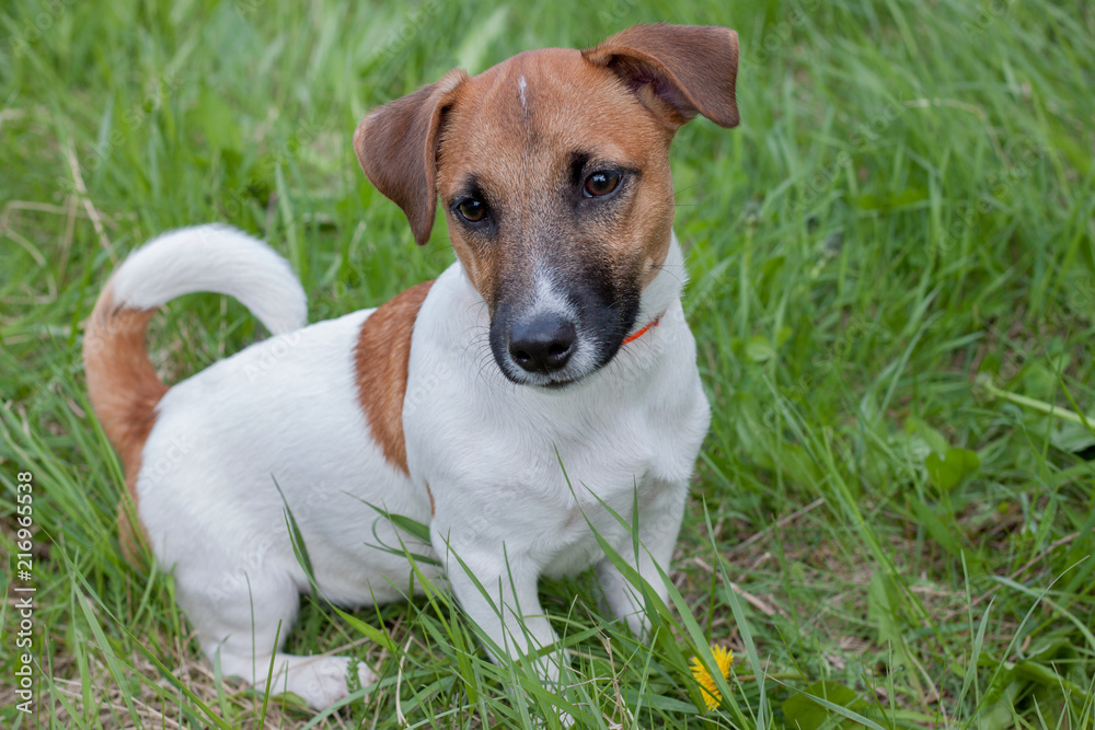 Cute jack russell terrier puppy close up. Pet animals.