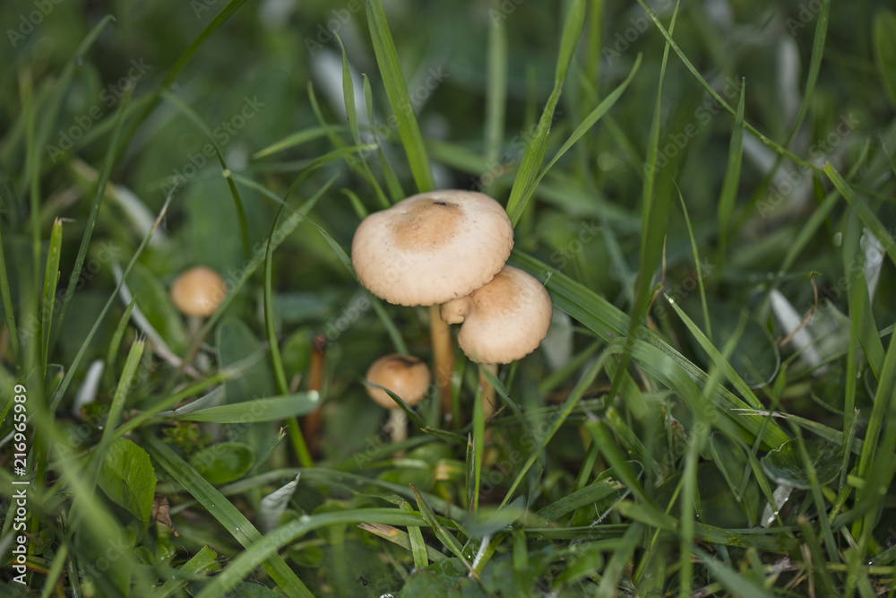 small inedible mushrooms grow on the grass small inedible mushrooms grow on the grass