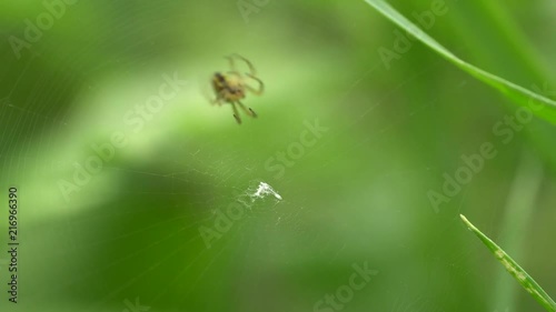 Macro of a small green spider Neriene radiata running and weaving a cobweb in the summer among the grass in the foothills of the Caucasus photo
