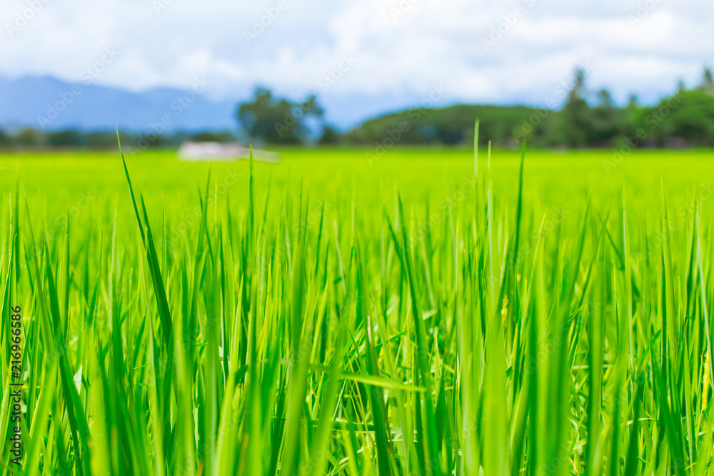 Obraz premium green fresh rice field in countryside landscape view in Thailand agriculture
