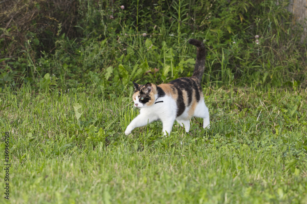 three colorful cat walks on green grass