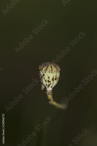 Fototapeta Naklejka Na Ścianę i Meble -  poppy head grows freely in the field, self-sowing