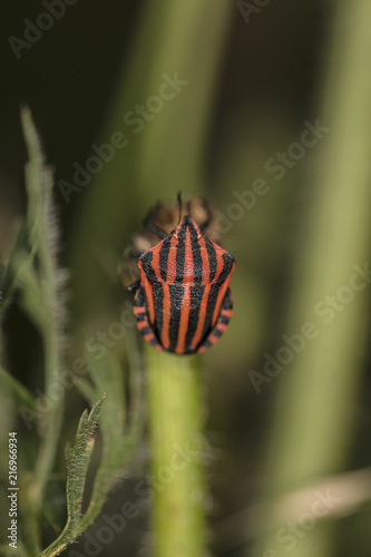 colorful insect on a blade of grass