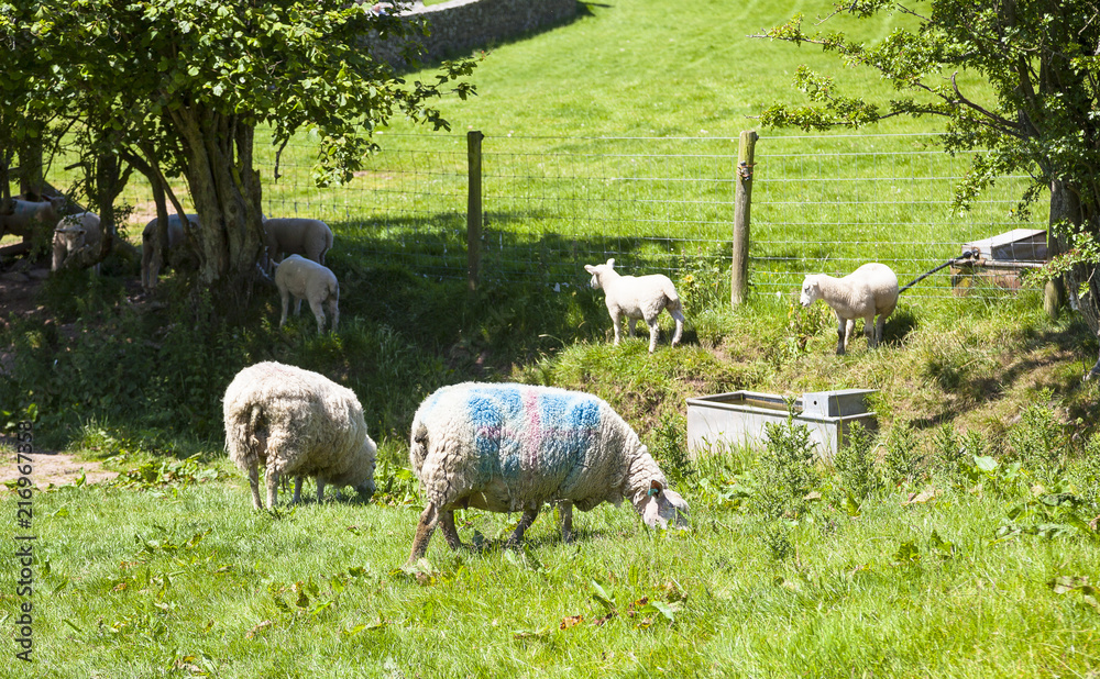 Walisische Schafe auf der Weide Walisische Schafe auf der Weide