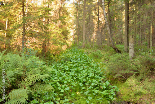 Ditch in forest at summer day  Russia.