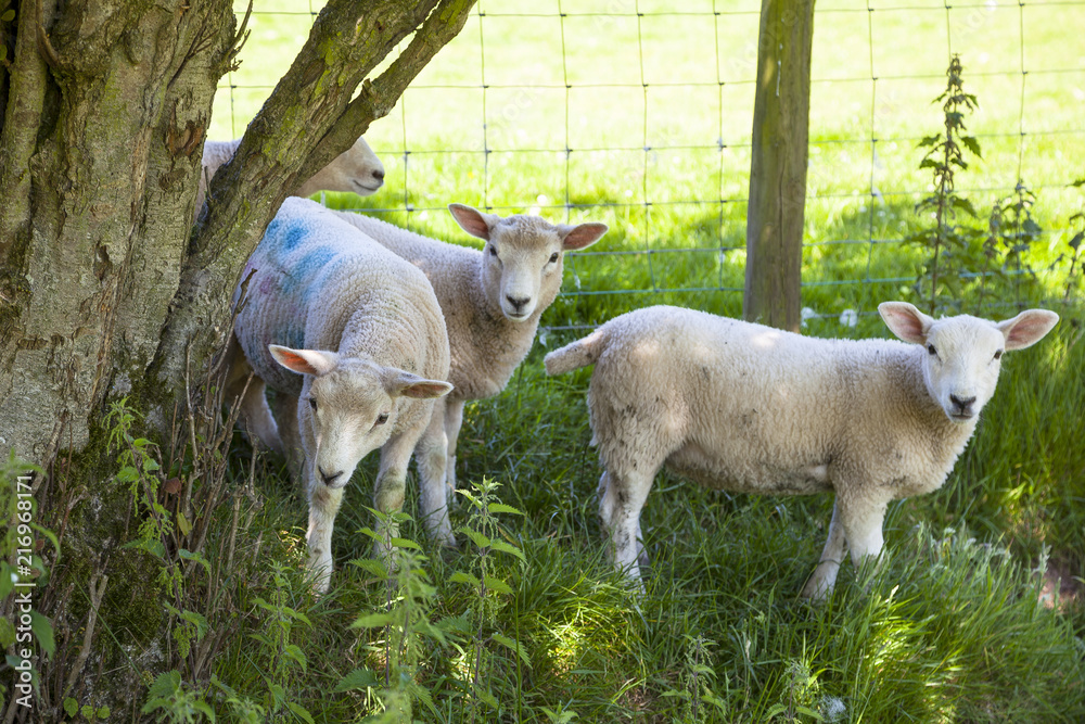 Walisische Schafe auf der Weide Walisische Schafe auf der Weide