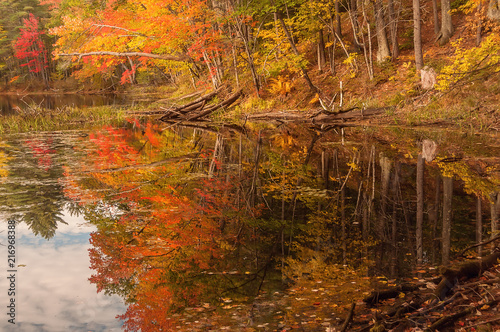 Trees with a red bright autumn foliage on the shore of a deserted lake.  USA. Maine.  
