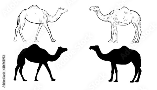 Wild animals silhouette, camel