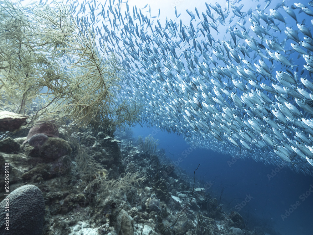 Bait ball in coral reef of Caribbean Sea at scuba dive around Curacao /Netherlands Antilles Bait ball in coral reef of Caribbean Sea at scuba dive around Curacao /Netherlands Antilles