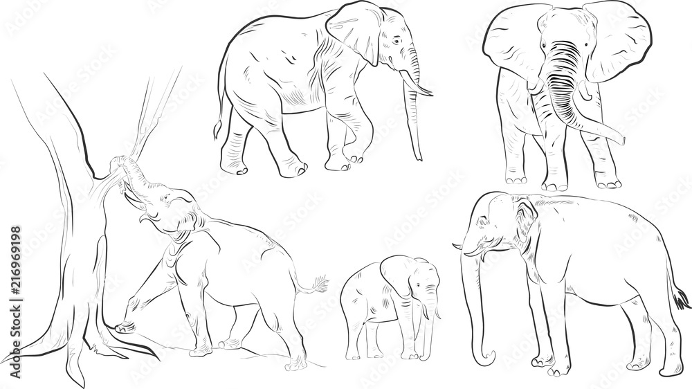 Wild animals silhouette, elephant Wild animals silhouette, elephant