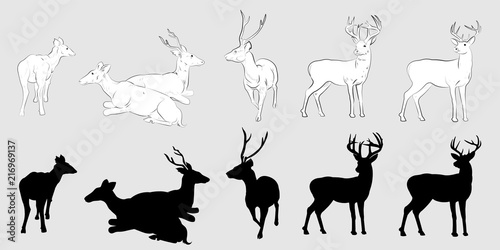 Wild animals silhouette  deer