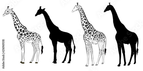 Wild animals silhouette, giraffe photo