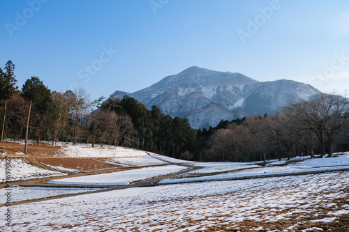 秩父 冬の芝桜の丘（羊山公園）