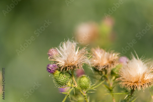 Distel am Neckar