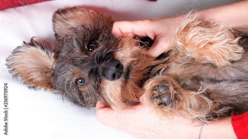 Massaggio e carezze cane bassotto photo