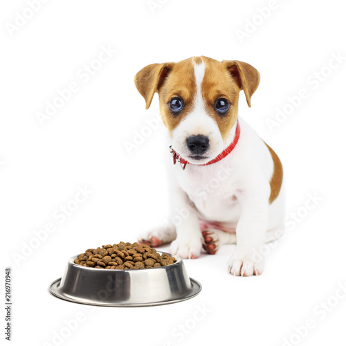 Fototapeta Naklejka Na Ścianę i Meble -  Jack russel puppy with food isolated on white. Animal photography