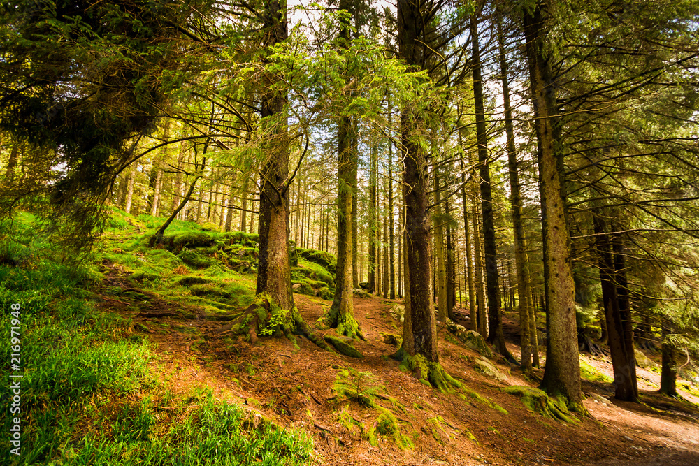 Fototapeta premium Mysterious dark forest in Bergen, Norway