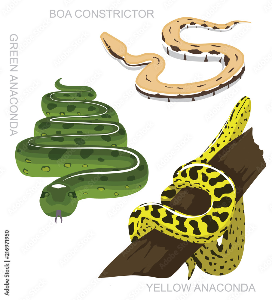 Snake Anaconda Set Cartoon Vector Illustration Stock Vector | Adobe Stock